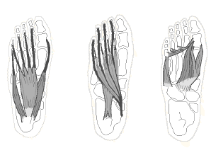 Anatomical Drawing form Myopractic� workshop manual